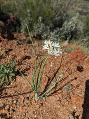 Allium marvinii