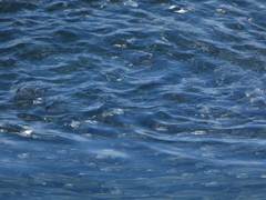 Cetengraulis mysticetus