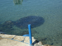 Cetengraulis mysticetus