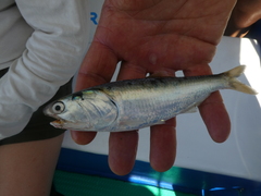 Cetengraulis mysticetus