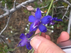 Delphinium parryi
