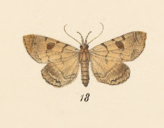 Mastixis macedo