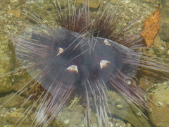 Astropyga pulvinata