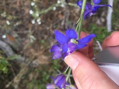 Delphinium parryi