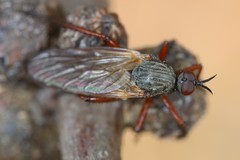 Empis spectabilis