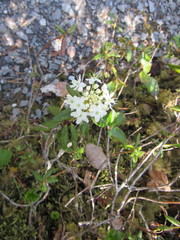 Rhododendron groenlandicum