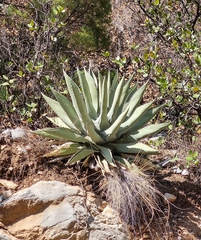 Agave asperrima