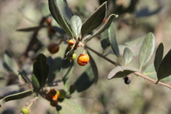 Azara dentata
