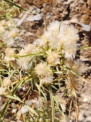 Barkleyanthus salicifolius