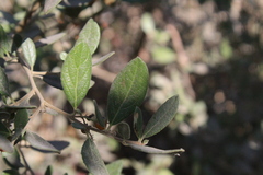 Azara dentata