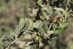Azara dentata