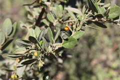 Azara dentata