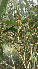 Eucalyptus leucoxylon leucoxylon