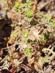 Brickellia veronicifolia