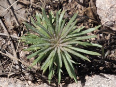Ipomopsis spicata spicata