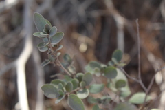 Azara dentata