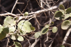 Azara dentata