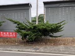 Juniperus chinensis sargentii