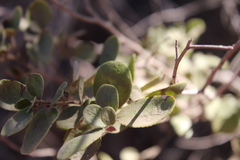 Azara dentata