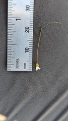 Hesperolinon micranthum