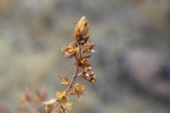 Teucrium bicolor