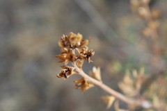 Teucrium bicolor