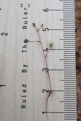 Nemacladus secundiflorus robbinsii