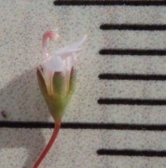 Nemacladus secundiflorus robbinsii