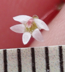 Nemacladus secundiflorus robbinsii