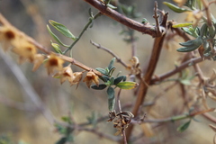 Teucrium bicolor