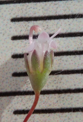 Nemacladus secundiflorus robbinsii