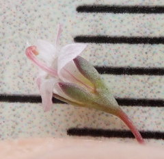 Nemacladus secundiflorus robbinsii