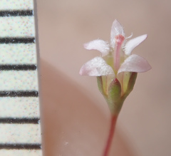 Nemacladus secundiflorus robbinsii