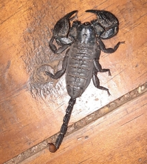 Cheloctonus intermedius