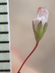 Nemacladus secundiflorus robbinsii