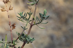 Teucrium bicolor