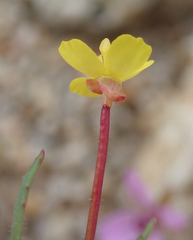 Camissonia contorta
