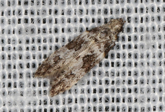 Hypatima baliodes