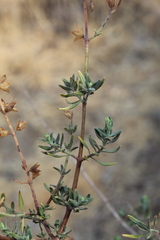 Teucrium bicolor