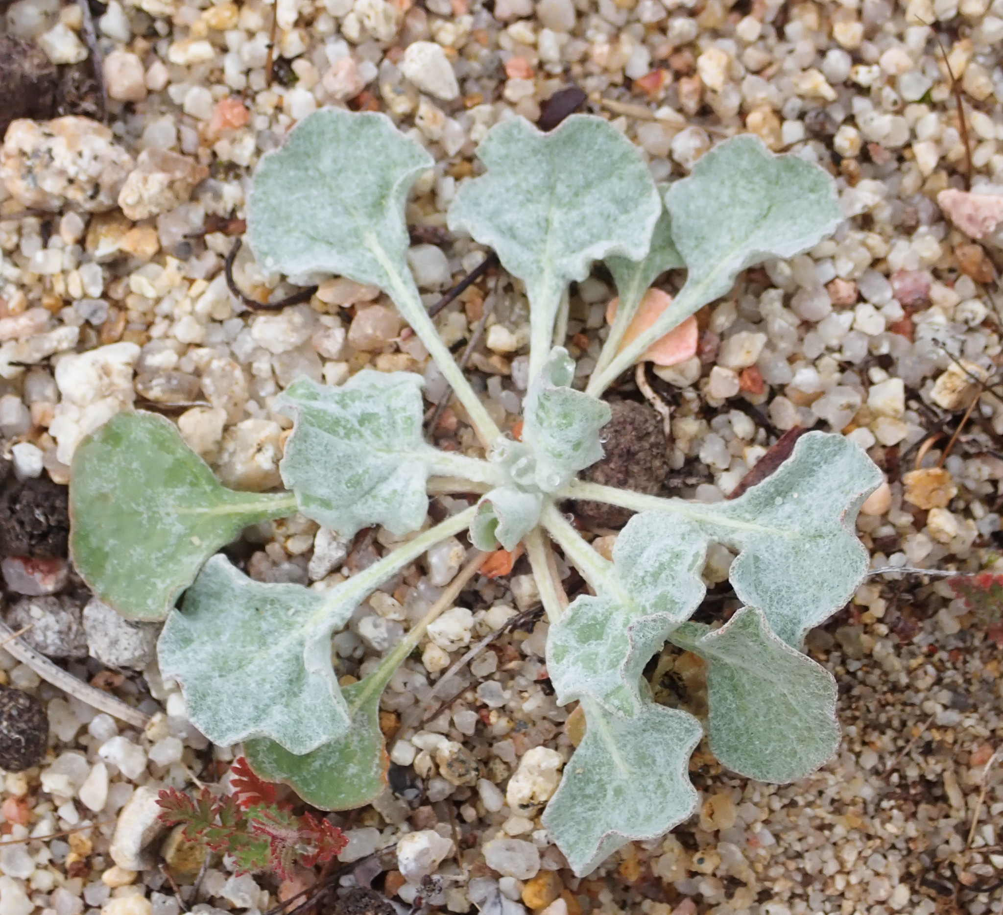 Eriogonum elegans