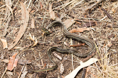 Thamnophis pulchrilatus