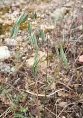 Bromus arenarius