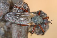 Empis spectabilis