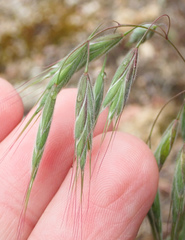 Bromus arenarius