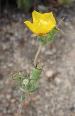 Mentzelia gracilenta