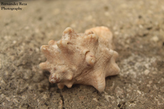 Neorapana tuberculata