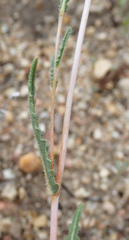 Mentzelia gracilenta