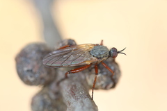 Empis spectabilis