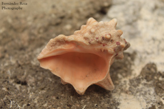 Neorapana tuberculata