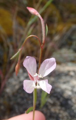 Clarkia similis